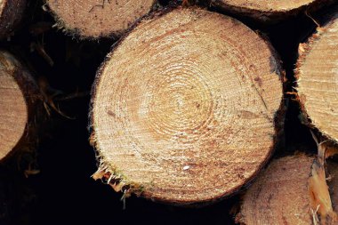 bir yığın üzerinde kesilmiş ağaçlar 