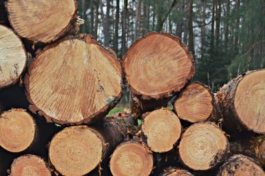 bir yığın üzerinde kesilmiş ağaçlar 