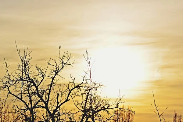 Branches Arbre Lumière Coucher Soleil — Photo