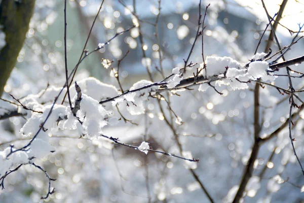 Kış orman ağaçlar karla kaplı 