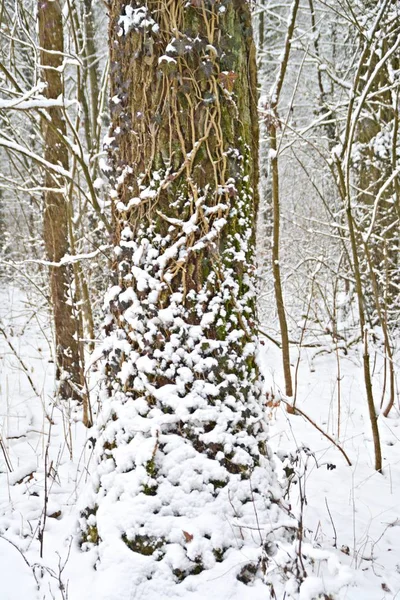 Alberi Forestali Invernali Coperti Neve — Foto Stock