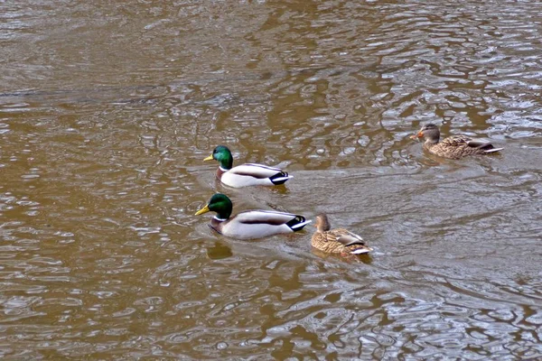 Mallards Pływanie Rzece — Zdjęcie stockowe