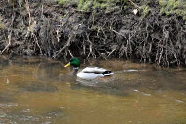nehirde yüzen mallards  
