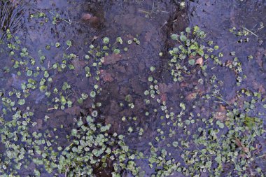Almanya'da ormanda durgun su ve yeşil büyüme Idyll