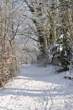 Kış orman ağaçlar karla kaplı 