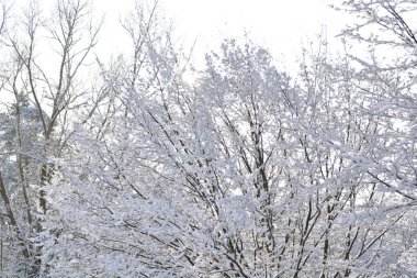 Kış orman ağaçlar karla kaplı 