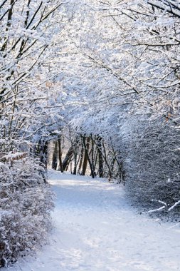 Kış orman ağaçlar karla kaplı 