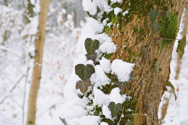 冬季森林树木覆盖着雪 — 图库照片