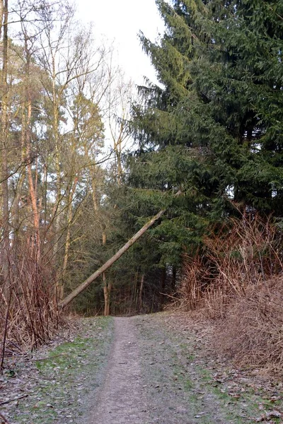 Skogsnatur Natursköna Utsikt — Stockfoto