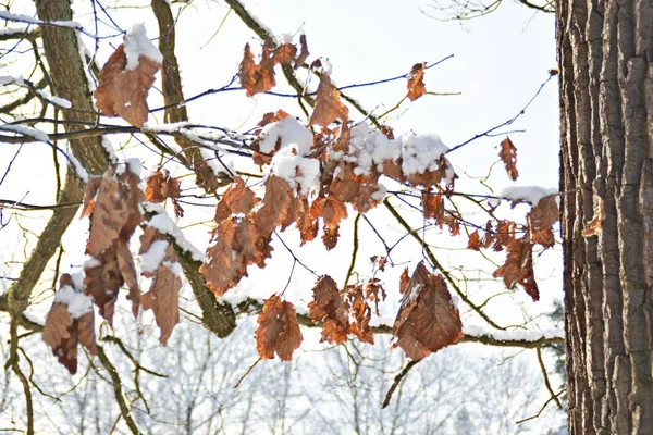 Winter Waldbäume Mit Schnee Bedeckt — Stockfoto