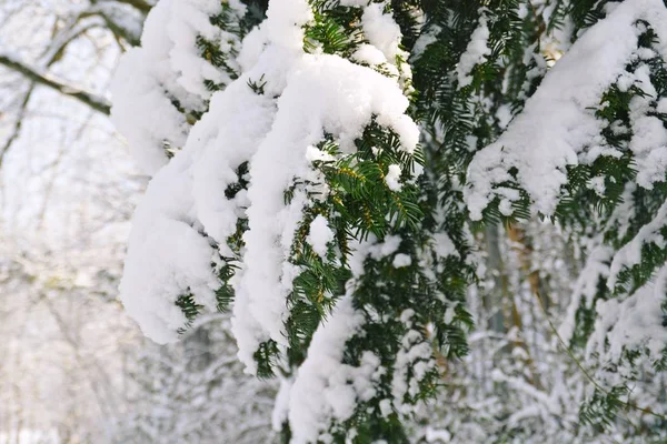 冬季森林树木覆盖着雪 — 图库照片