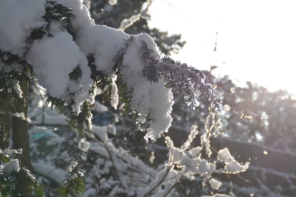 Floresta Inverno Árvores Cobertas Neve — Fotografia de Stock