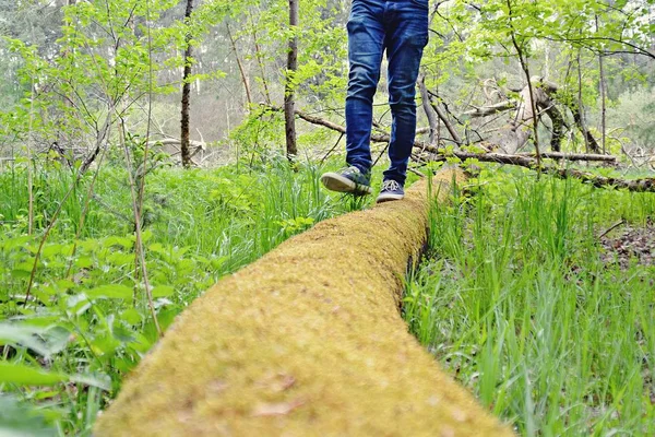 Uzavření Rovnováhy Spadlý Strom — Stock fotografie