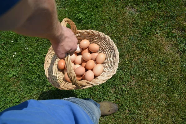 Een Mand Vol Eieren Meenemen — Stockfoto