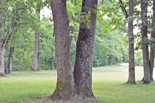 Yaşlı Bir Ramified Ağaç — Stok fotoğraf