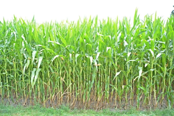 Fully mature corn along the way in late summer