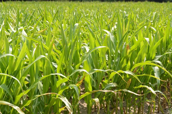 Fully mature corn along the way in late summer