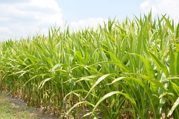 Fully mature corn along the way in late summer