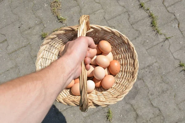 提一个装满鸡蛋的篮子 — 图库照片