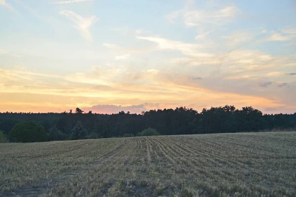 Západ Slunce Obloze Nad Lesem Růžovými Purpurovými Mraky Obzoru Letní — Stock fotografie