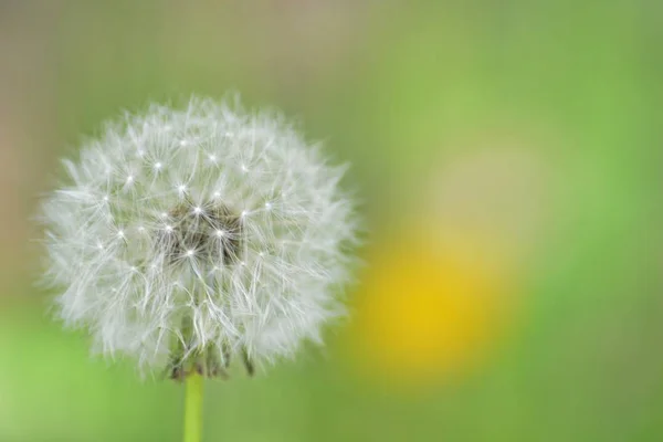 Closeup View Dandelion Blurred Background — Stock Photo, Image