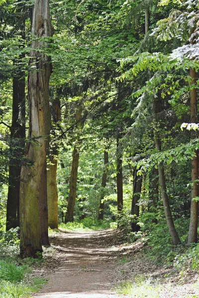 Foresta Natura Vista Panoramica — Foto Stock