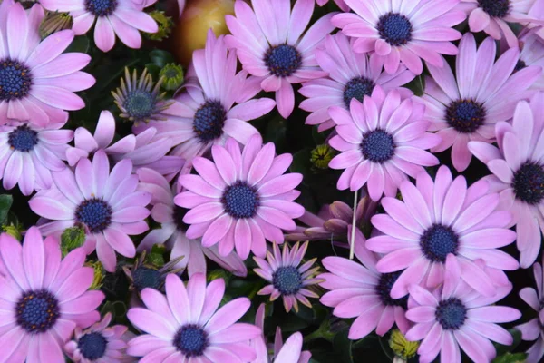 Zaostřená Pohled Krásné Květiny Zahradě — Stock fotografie