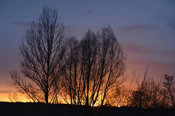 Les Silhouettes Des Arbres Dans Coucher Soleil Coloré — Photo