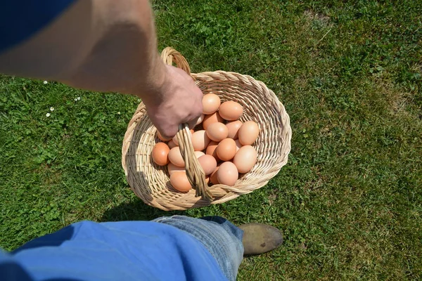Een Mand Vol Eieren Meenemen — Stockfoto