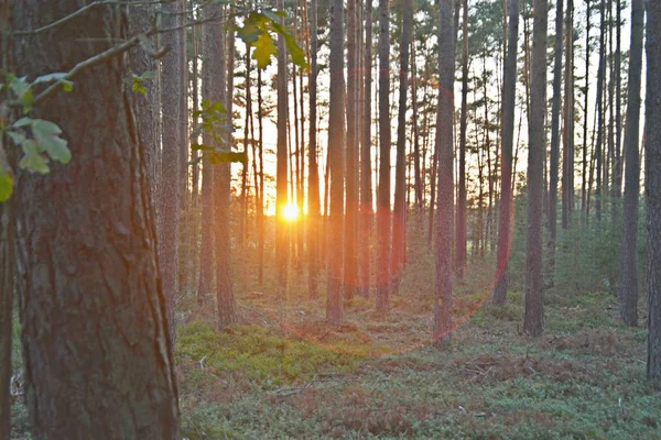 Vista Panorámica Del Hermoso Paisaje Forestal — Foto de Stock