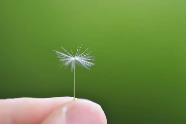 Holding Dandelion Hand — Stock Photo, Image