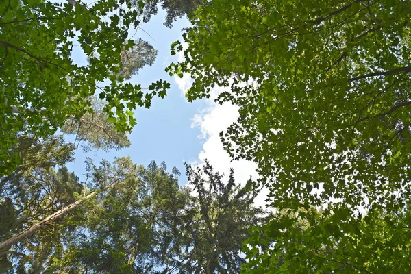 Bosque Naturaleza Vista Panorámica — Foto de Stock