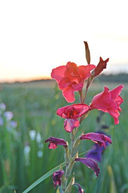 Gladiolus bir alanda bir yaz günbatımı ön planda tam çiçek kendiniz için çiçek kesmek için 