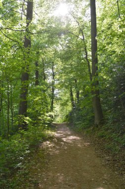 orman doğa manzara görünümü 