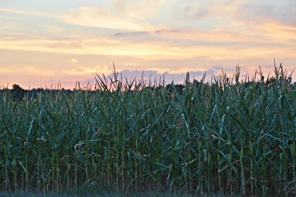 Západ Slunce Obloze Nad Lesem Růžovými Purpurovými Mraky Obzoru Letní — Stock fotografie