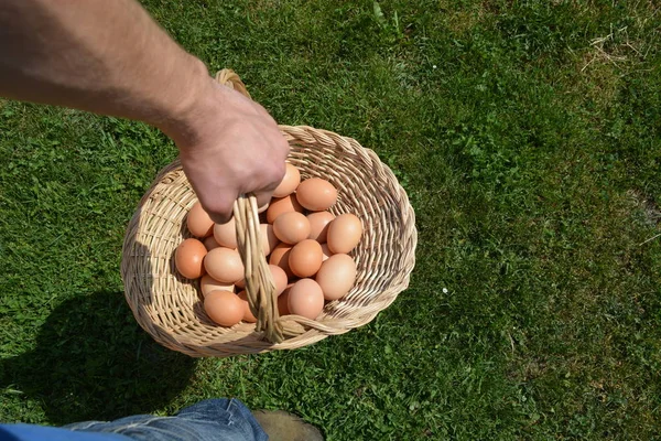 Een Mand Vol Eieren Meenemen — Stockfoto