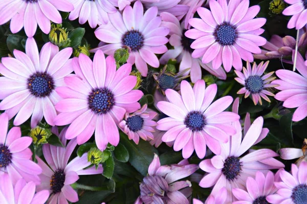 Closeup View Beautiful Flowers Garden — Stock Photo, Image