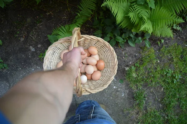 Een Mand Vol Eieren Meenemen — Stockfoto