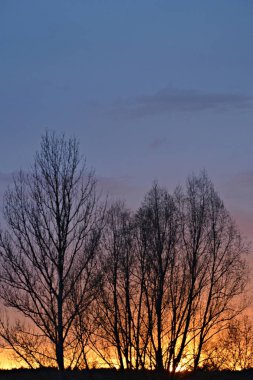 Renkli gün batımında ağaçların siluetleri 