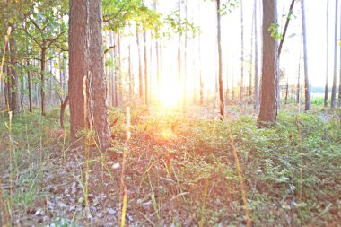 güneşli bir günde ağaçların arasından güneş parlıyor 