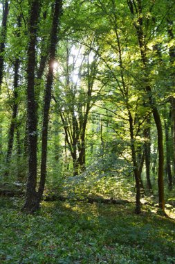 Güzel orman manzarası manzarası 