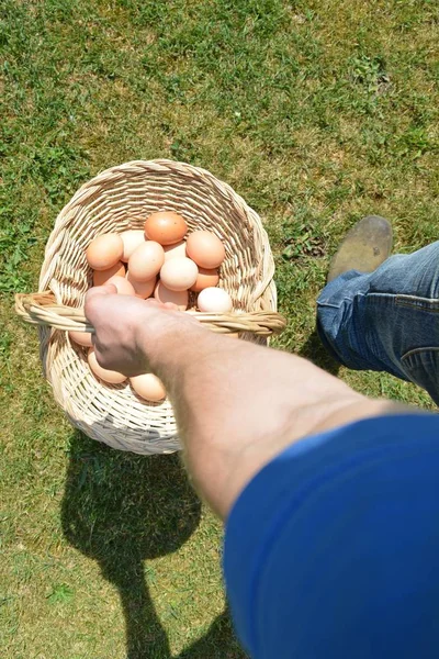 Een Mand Vol Eieren Meenemen — Stockfoto