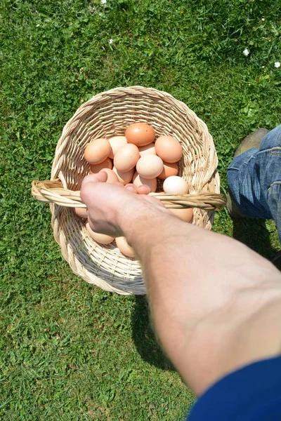 달걀이 바구니를 — 스톡 사진
