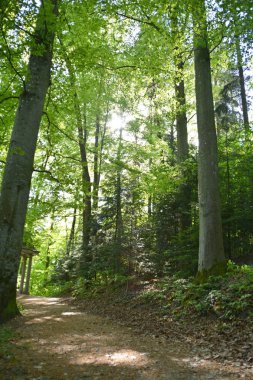 orman doğa manzara görünümü 