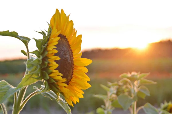 Vue Rapprochée Beau Tournesol Contre Coucher Soleil — Photo