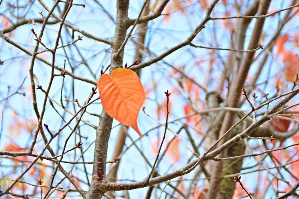 Closeup View Autumn Leaves Forest Tree — Stock Photo, Image