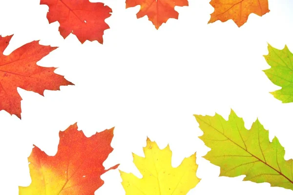Gradiente Outono Deixa Verde Para Vermelho Isolado Contra Fundo Branco — Fotografia de Stock
