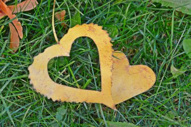 Sonbahar ve bu sezonun renkli renkler için aşk için yaprak kavramı üzerinde güneş parlar gibi kalp şeklinde sarı bir sonbahar yaprağı demir bir adım adım yatıyor 