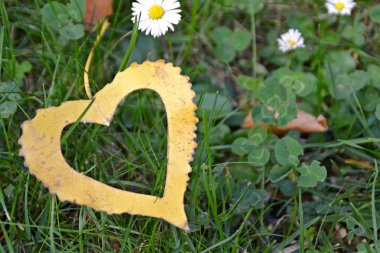 Sonbahar ve bu sezonun renkli renkler için aşk için yaprak kavramı üzerinde güneş parlar gibi kalp şeklinde sarı bir sonbahar yaprağı demir bir adım adım yatıyor 