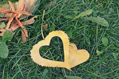 Sonbahar ve bu sezonun renkli renkler için aşk için yaprak kavramı üzerinde güneş parlar gibi kalp şeklinde sarı bir sonbahar yaprağı demir bir adım adım yatıyor 